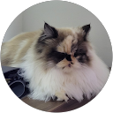 mateus veroneze profile picture